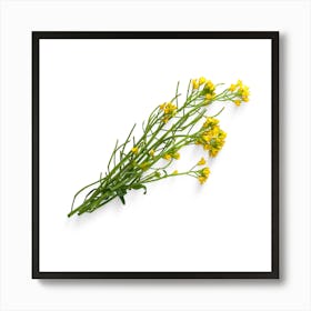 Yellow Flowers On A White Background Art Print