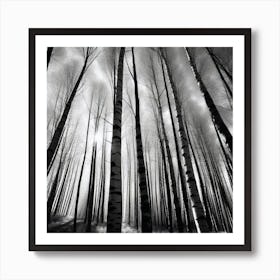 Birch Forest 35 Art Print