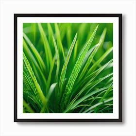 Green Grass With Water Droplets 1 Art Print