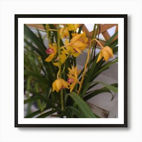 Yellow Orchids Art Print