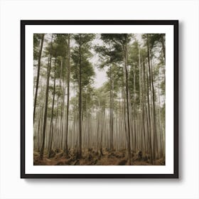 Tall Trees In A Forest Art Print