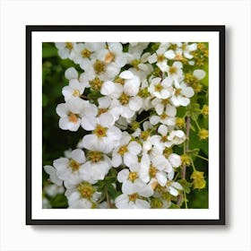 White Flower Art Print