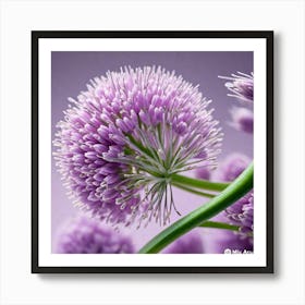 Allium 1 Art Print