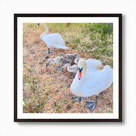 Swan Family Art Print