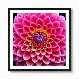 Vibrant pink dahlia flower 9 Art Print