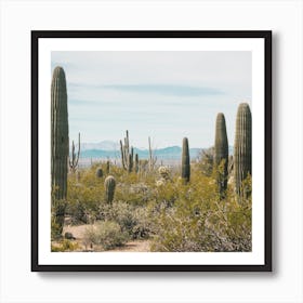 Saguaro Desert Cactus Art Print