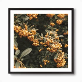 Orange Pyracantha Flowers Square Art Print