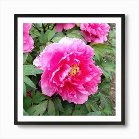 Pink Peony in Japan 5 Art Print