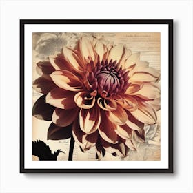 Dahlia Floral Botanical Vintage Poster 5 Art Print