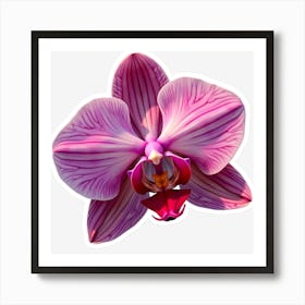 Orchid Flower Art Print