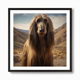 Afghan Hound Art Print