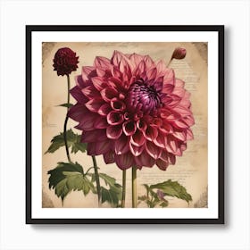 A Dahlia Floral Botanical Vintage 1 Art Print