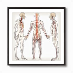 Human Anatomy Art Print