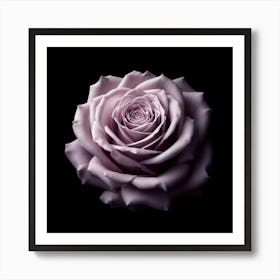 Lavender Rose On Black Background Art Print