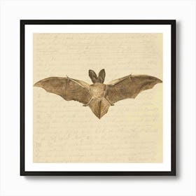 Bat In Flight Art Print