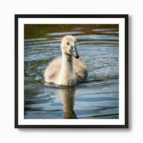 Swan photo 7 Art Print