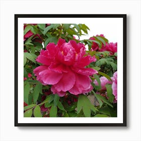 Peony in Japan 4 Art Print