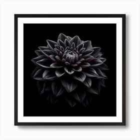 Black Dahlia Art Print