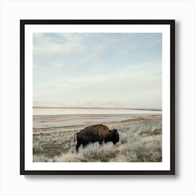 Bison Art Print
