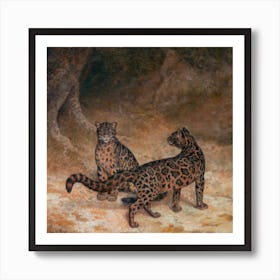 Clouded Leopards Square Art Print