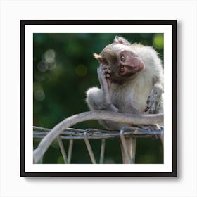 Macaque monkey at Bali Art Print