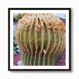 Cactus 12 Art Print