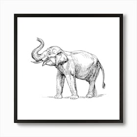 Elephant With Tusks Art Print