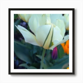 White Tulips 1 Art Print