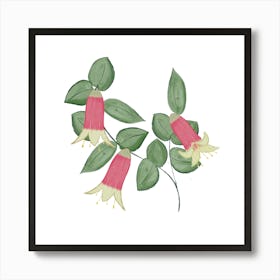 Fuchsia Canberra Bells Art Print