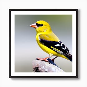 Goldfinch 1 Art Print