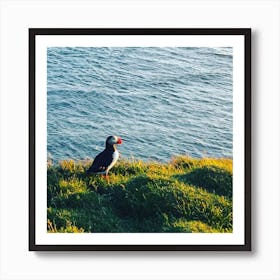 Puffin Bird Art Print