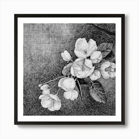 Apple Blossoms Art Print