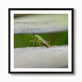 Grasshopper - Grasshopper Stock Videos & Royalty-Free Footage Art Print