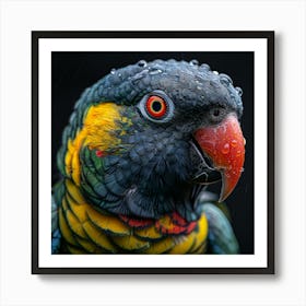 Lorikeet 2 Art Print