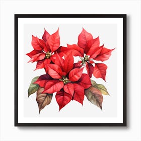 Poinsettia 30 Art Print