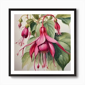 fuchsia study Art Print