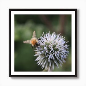 Bee On A Flower Ball Art Print