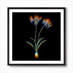 Prism Shift Nerine Botanical Illustration on Black n.0214 Art Print