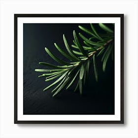 Close Up Of A Rosemary Branch Art Print