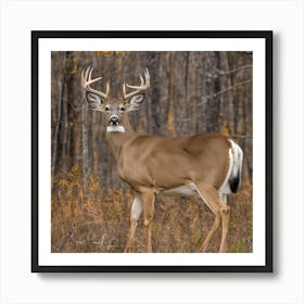 whitetailed deer Art Print