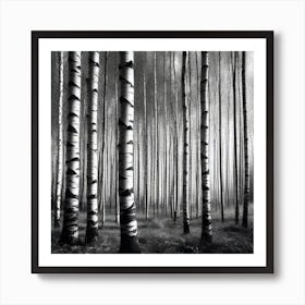 Birch Forest 42 Art Print