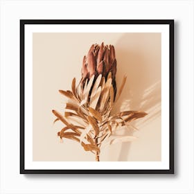 Dried Protea Flower Square Art Print