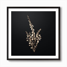 Gold Botanical White Broom on Wrought Iron Black n.0045 Art Print