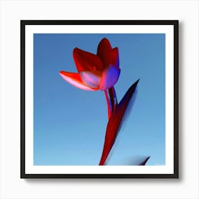 Red Tulip Art Print