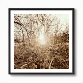 Sun Shines Through The Trees Art Print