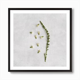 Simple Botanics Square Art Print