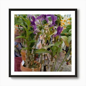 Orchids In Pots 6 Art Print