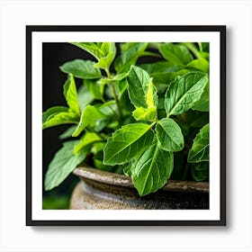 Fresh Mint Leaves In A Pot Art Print