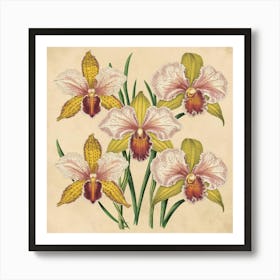 Orchids A stunning illustration featuring vintage orchids. Each orchid is intricately detailed, showcasing the delicate petals,vibrant colors, and intricate patterns that make them unique. Art Print