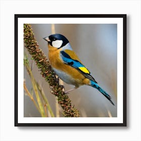 Goldfinch 2 Art Print